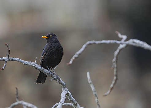 male common blackbird, (Turdus merula cabrerae), perched on a branch, with dark vegetation background, in Tenerife, Canary islands