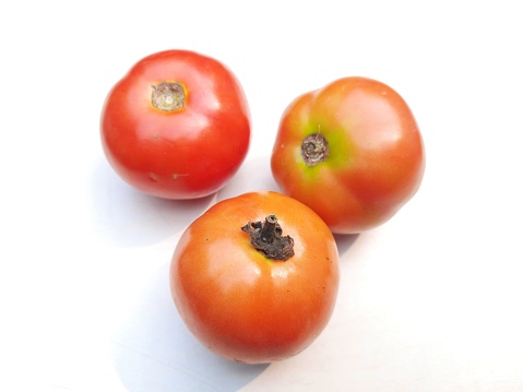 The tomato fruit is globular or ovoid also known as tamatar in hindi