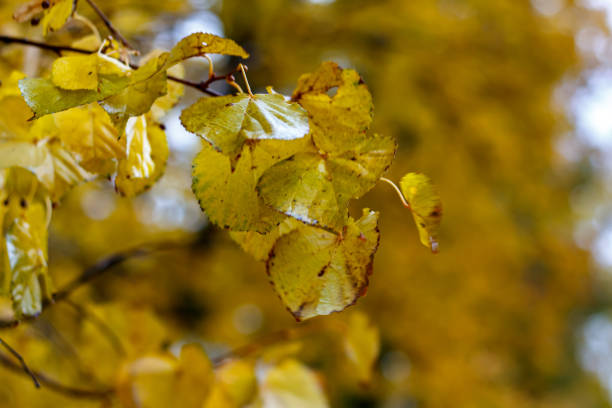 istock Autumn leaves on a tree in Kharkov park 1774455221