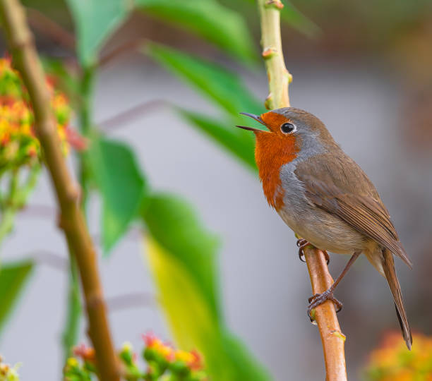 istock European robin singing perched on a branch 1774455258