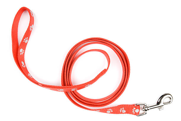 Red dog lead or leash with paw print pattern Red nylon dog lead or leash with paw print pattern isolated over white animal track photos stock pictures, royalty-free photos & images
