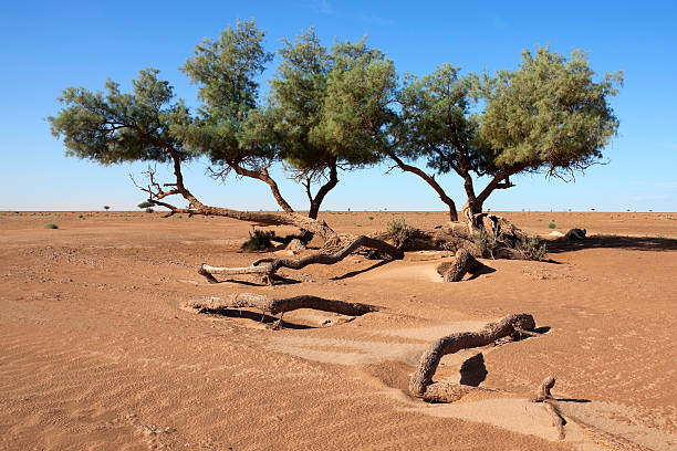 Tamarisk trees (Tamarix articulata) in the desert. stock photo