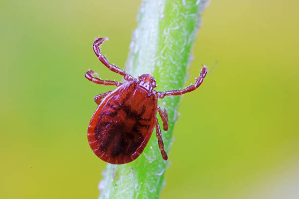 istock Ticks live on wild plants in the North China Plain 1774457468