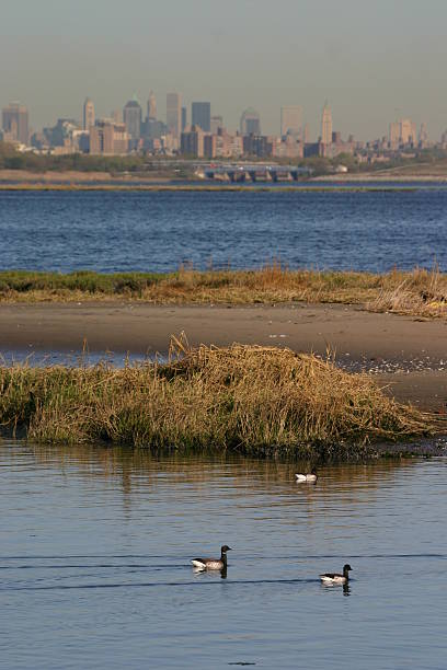 istock Brant geese in front of New York skyline 177445800