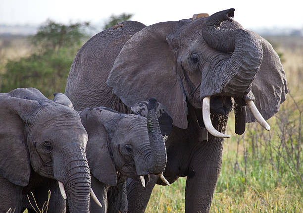 istock African Elephant Family Smells 177446009