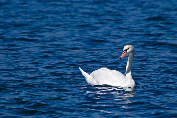 Swan Toelettatura di animali - foto stock