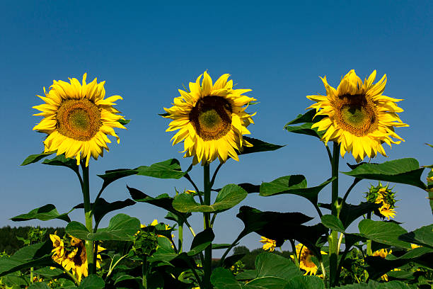 Sunflower field stock photo