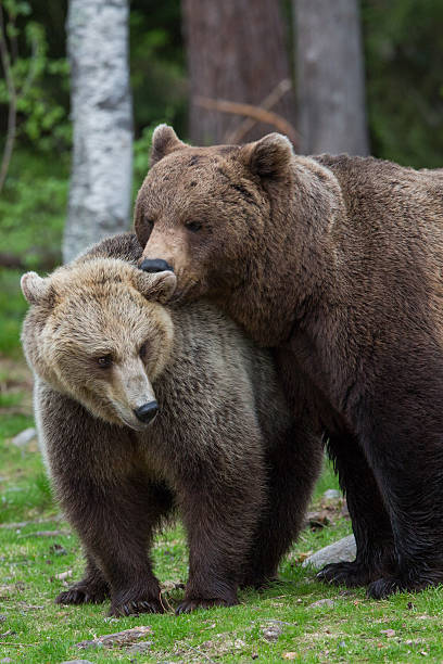 urso pardo amor em uma floresta finlândia - bear animal kissing forest imagens e fotografias de stock