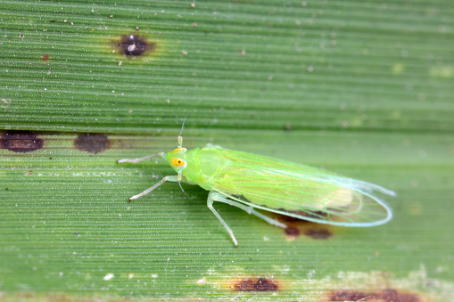 A planthopper perches on a green leaf in North China