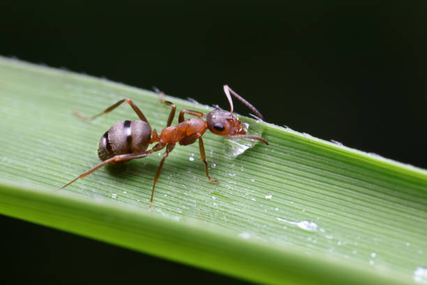 istock Ants on wild plants, North China 1774467313