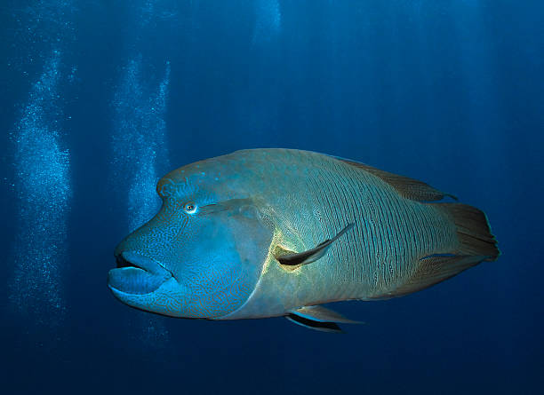 Pesci Napoleone (fish) - foto stock