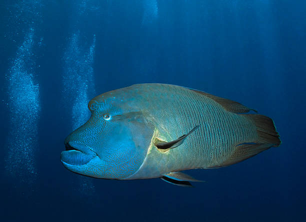 Napoleon Labro (peixe) - foto de acervo