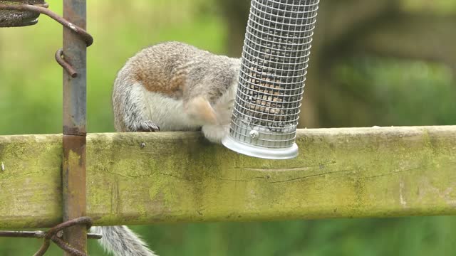 Grey squirrel at a peanut feeder at a bird table