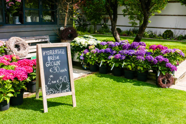 istock Blackboard at an Irish garden centre advertising hydrangeas for sale. 1774480883