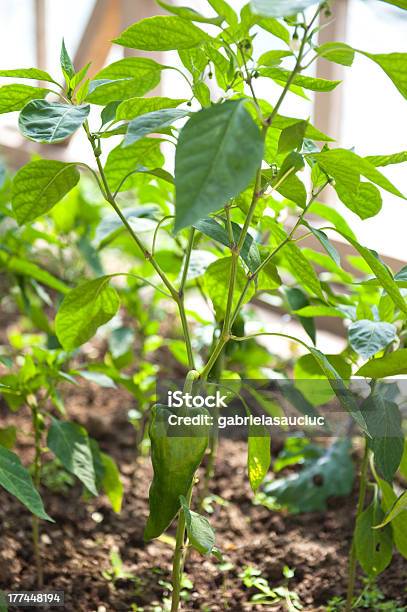 Peperoni - Fotografie stock e altre immagini di Agricoltura - Agricoltura, Alimentazione sana, Ambientazione esterna