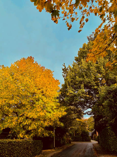 istock autumn trees in the park 1774482616