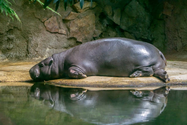 Big hippopotamus relaxing near water stock photo
