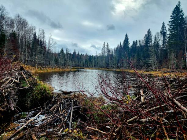 istock Cochrane District, Ontario, Wilderness, Beaver Dam 1774486597