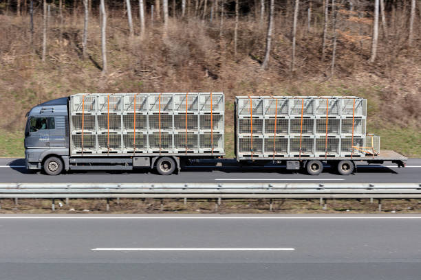 Wiehl, Germany - March 24, 2021: Schneider MAN TGS combination truck on motorway