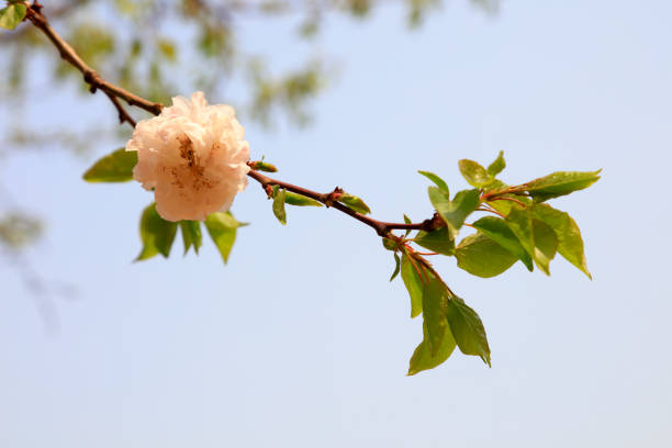 Apricot blossom in a park, North China