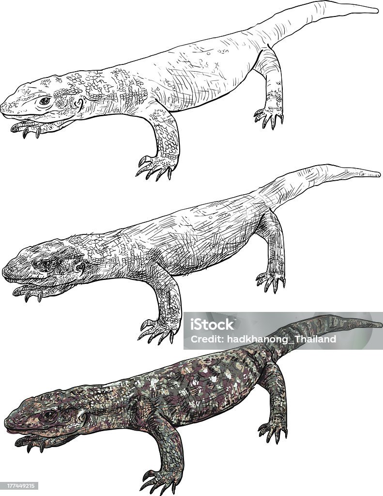 Varanus exanthematicus - arte vectorial de Animal libre de derechos