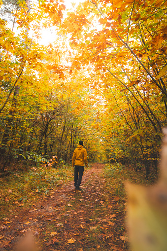Backpacker walks through the colourful autumn forest in the Hoge Kempen National Park in eastern Belgium. Wilderness in Flanders in November.