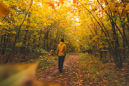 Backpacker walks through the colourful autumn forest in the Hoge Kempen National Park in eastern Belgium. Wilderness in Flanders in November.