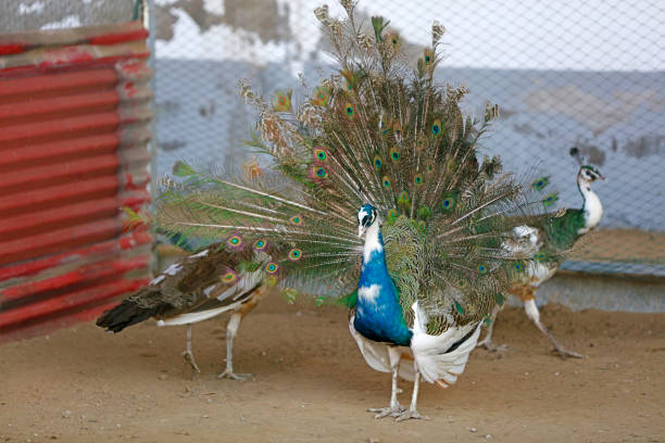 istock peacock flaunting its tail in a zoo, North China 1774494696