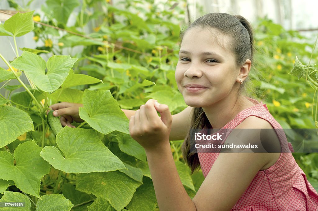 Lovely girl picking cucumber in the greenhouse Agricultural Field Stock Photo