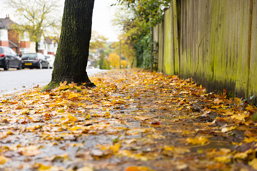 Autumn leaves are fallen on the street