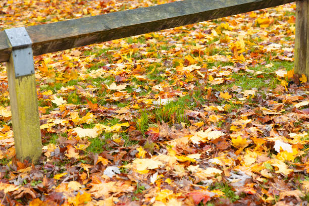 Autumn scenery. Bench and brown orange maple leaves in city park, beautiful gold fall.