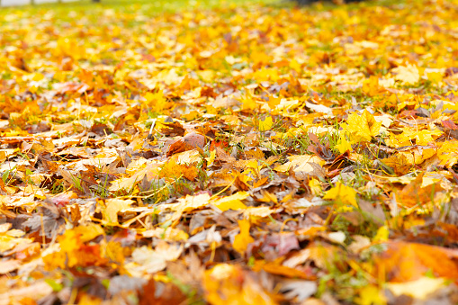 Autumn leaves are on the ground