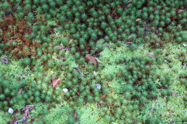 istock Moss in a Japanese garden 1774508752