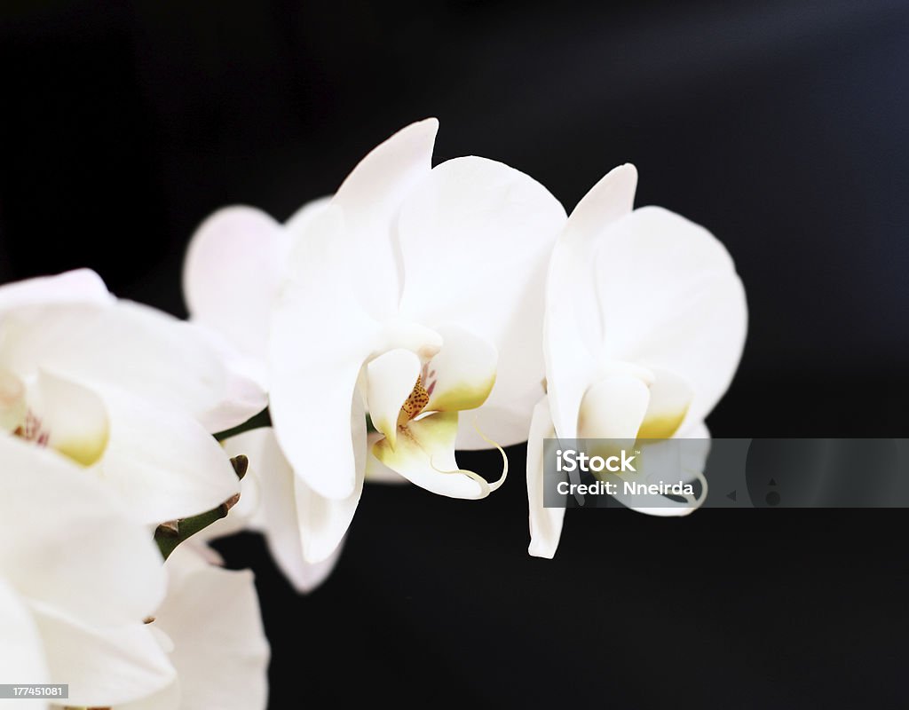 Phalaenopsis fleur - Photo de Abstrait libre de droits