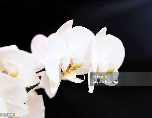 Photo libre de droit de Phalaenopsis Fleur banque d'images et plus d'images libres de droit de Abstrait - Abstrait, Arbre en fleurs, Biologie