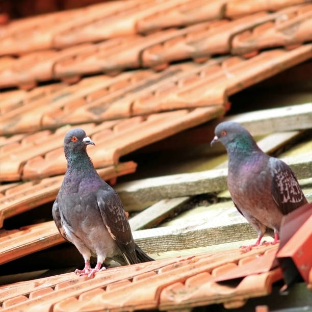 istock pair of pigeons on damaged roof 177451286