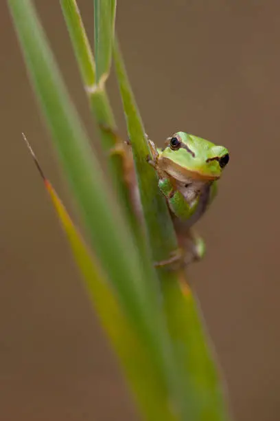 Little treefrog clinging to a reed stem in the northern part of the Netherlands