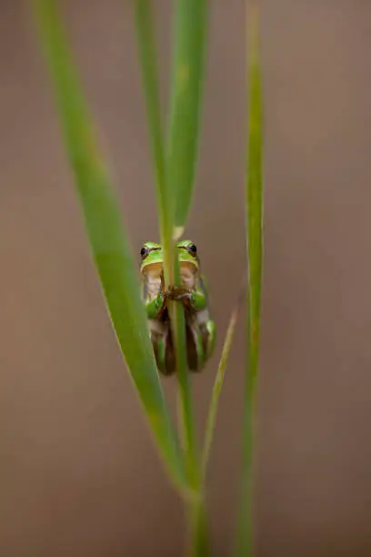 Little treefrog clinging to a reed stem in the northern part of the Netherlands