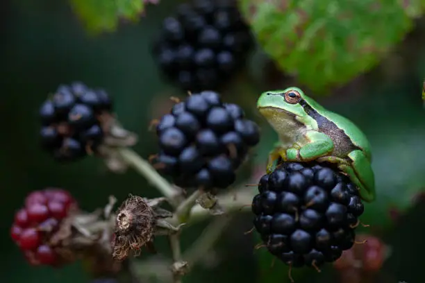 Little treefrog on a blackberry in the Northern part of the Netherlands