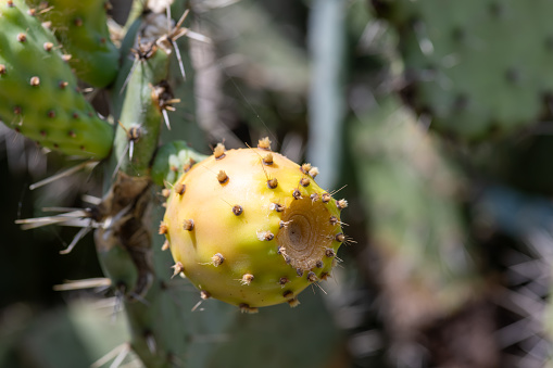 Ripe prickly pears on the cactus plant.