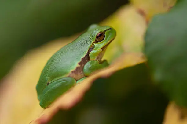 A small treefrog resting in the blackberry bushes