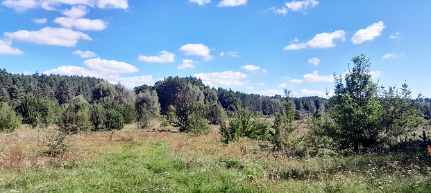 Summer forest landscape with trees against a blue sky. Spring landscape. Photograph of a forest landscape.