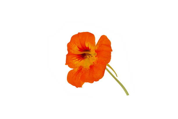 istock Yellow nasturtium isolated on white background 1774521131