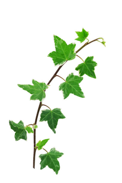 istock Green ivy leaves on the vine isolated on white background 1774524820