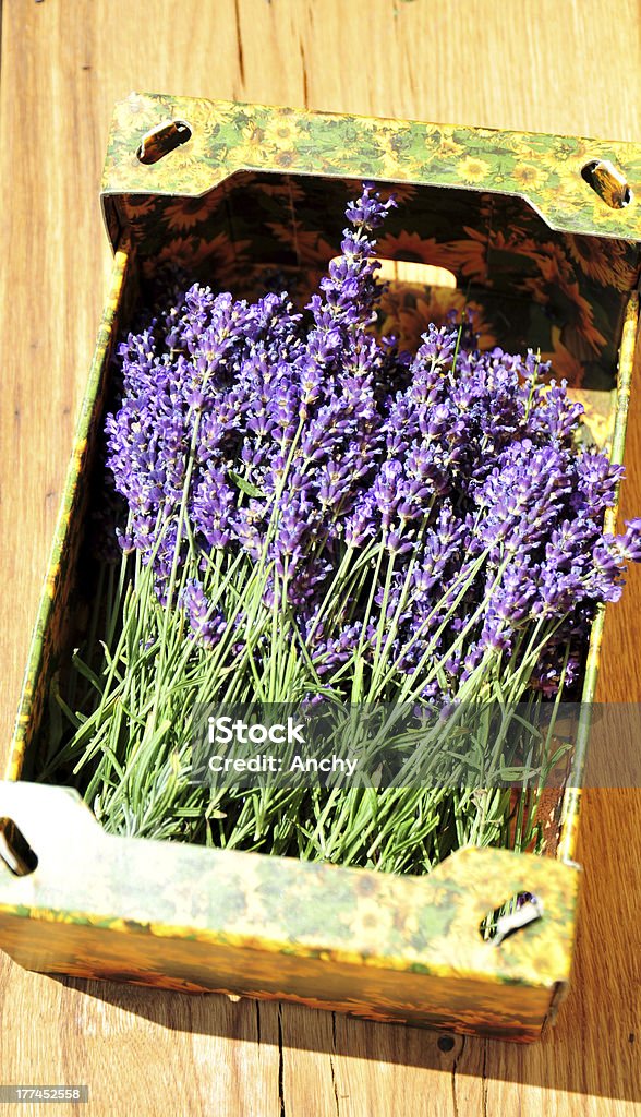 Just harvested lavender Cloise up photo of just harvested lavender flower blossoms. Just before putting it to dry. Aromatherapy Stock Photo