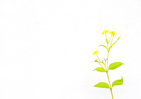 Beautiful yellow flower tree on white wall background with copy space. Beauty of flora or floral.