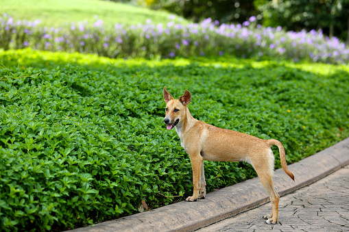 Basenji dog walking in the park. Sunny spring day
