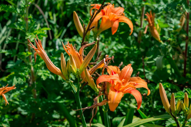 istock Day Lily (Hemerocallis) blooming in a garden 1774532231