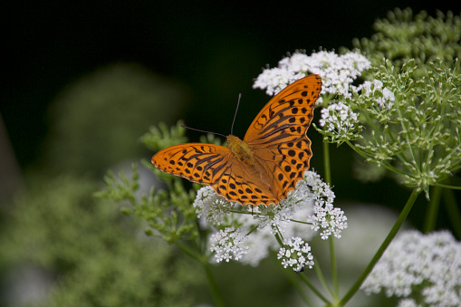 Orange butterfly explores a flower on a meadow