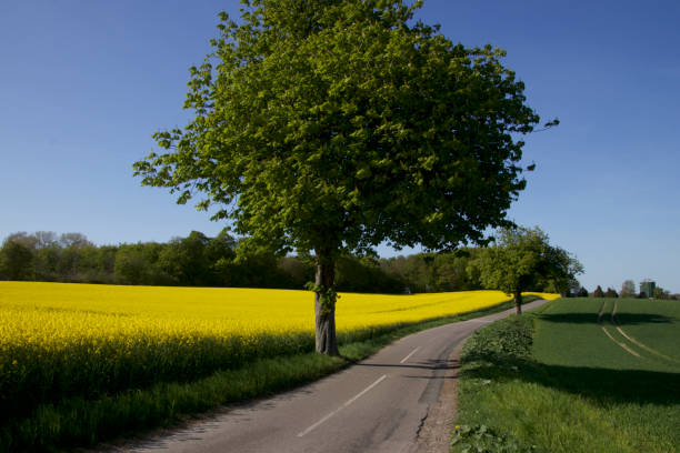 Two roads to the end of the spring
